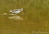 Sotsnipe, adult i vinterdrakt
Spotted Redshank - Tringa erythropus