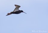 Sotsnipe, adult i sommerdrakt
Spotted Redshank - Tringa erythropus