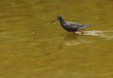 Sotsnipe, adult i vårdrakt
Spotted Redshank - Tringa erythropus