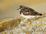 Steinvender, juvenil (1K) i vinterdrakt
Ruddy Turnstone - Arenaria interpres