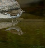 Strandsnipe, adult
Common Sandpiper - Actitis hypoleucos
