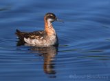 svommesnipe001