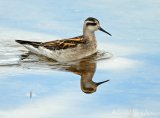 svommesnipe01