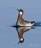 svommesnipe8 instaB
