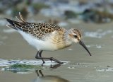 tundrasnipe aug18