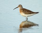 Tundrasnipe, juvenil (1K) i høstdrakt
Curlew Sandpiper - Calidris ferruginea