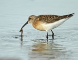 Tundrasnipe, juvenil (1K) i høstdrakt
Curlew Sandpiper - Calidris ferruginea