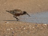 Tundrasnipe, adult i sommerdrakt
Curlew Sandpiper - Calidris ferruginea