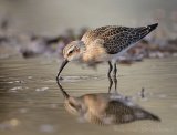 Tundrasnipe, juvenil (1K) i høstdrakt
Curlew Sandpiper - Calidris ferruginea