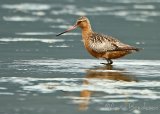 Lappspove, adult hann i høstdrakt
Bar-tailed Godwit - Limosa lapponica