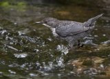Fossekall, juvenil (1K)
White throated Dipper - Cinclus cinclus