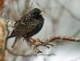 Stær, adult vår
Common starling - Sturnus vulgaris