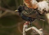 Stær, adult vår
Common starling - Sturnus vulgaris